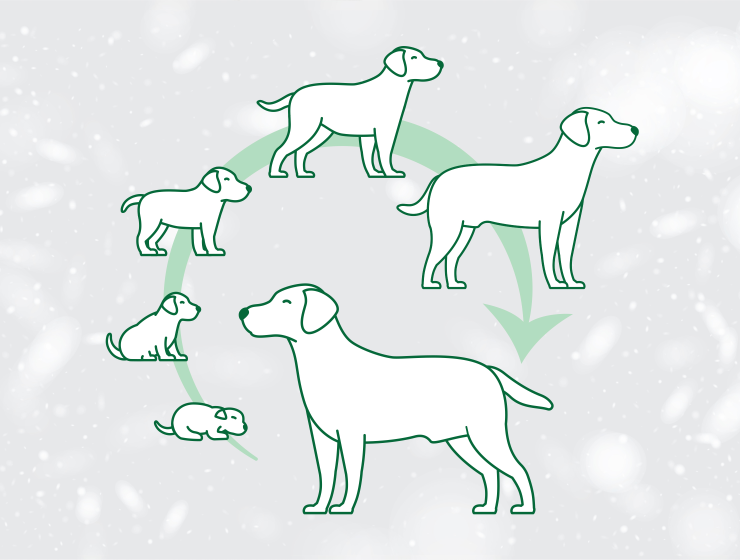Perfect kibble size and shape designed precisely for all size dogs.
