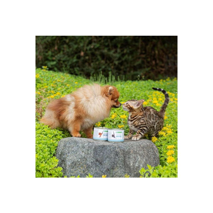 canned pet food for junior cats with chicken - 2