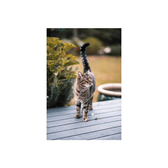 canned pet food for adult cats with beef and turkey - 3