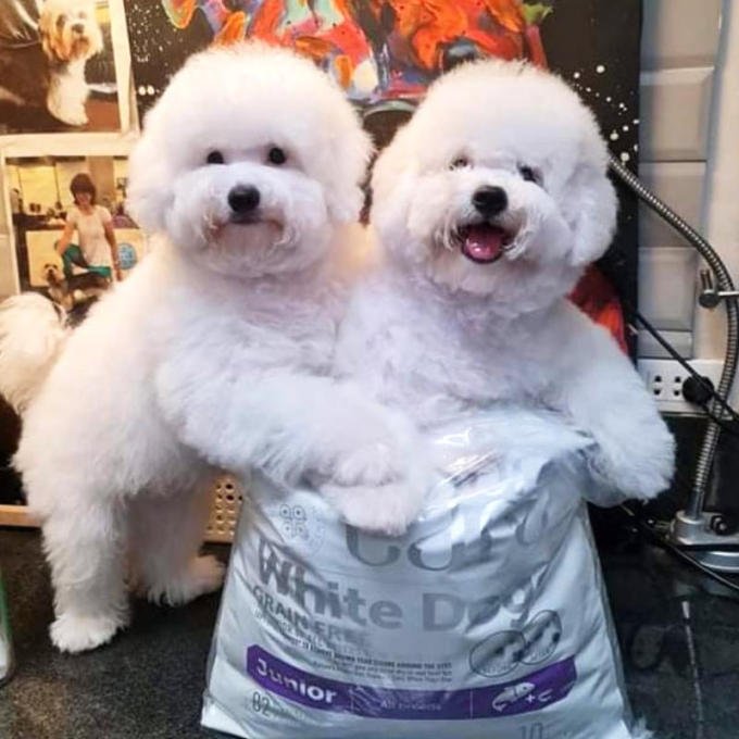 dry grain free food for junior dogs of all breeds with white coat, with salmon - 4