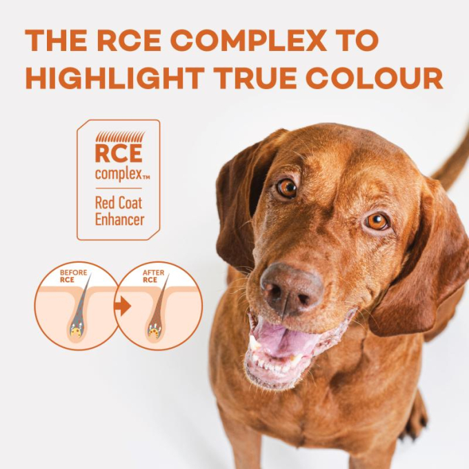 dry grain free food for adult dogs of all breeds with red coat, with salmon - 9