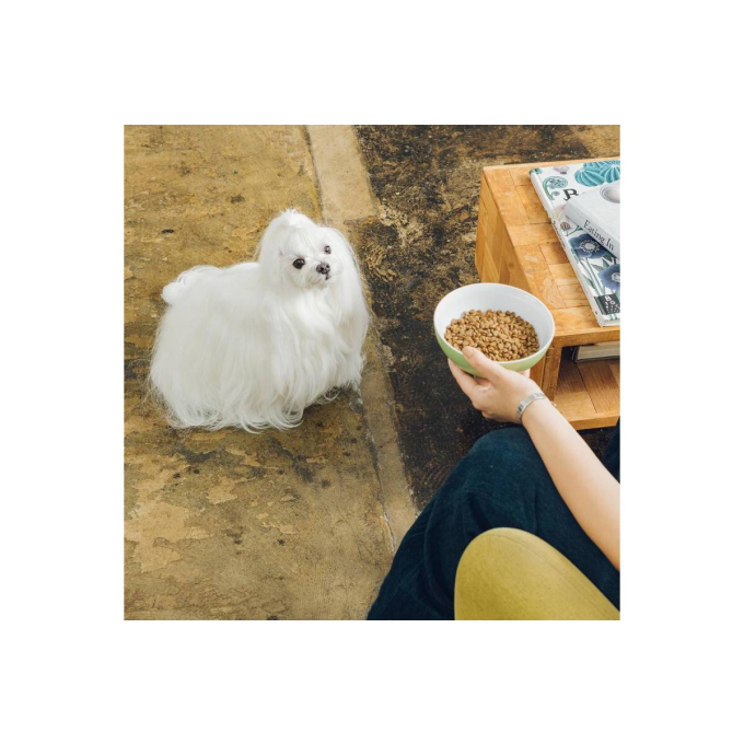 dry grain free pet food with salmon for adult sensitive dogs of all breeds - 6