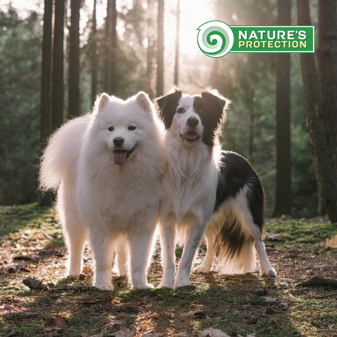 dry food for junior large breed dogs with poultry - 8