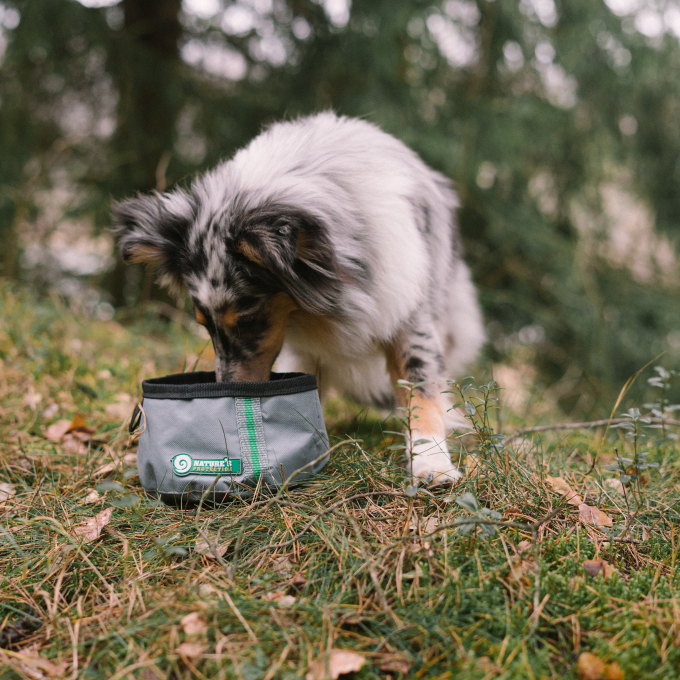 dry food for adult large breed dogs with poultry - 4