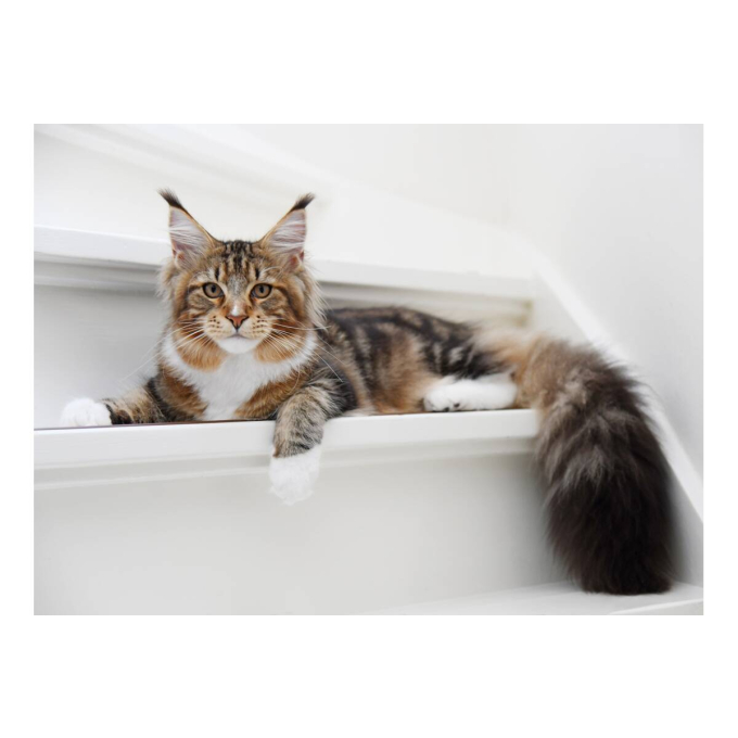 dry food for adult long haired cats with poultry - 8