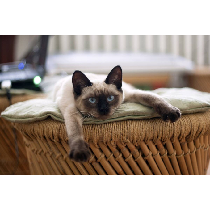 dry pet food with poultry for senior cats - 8