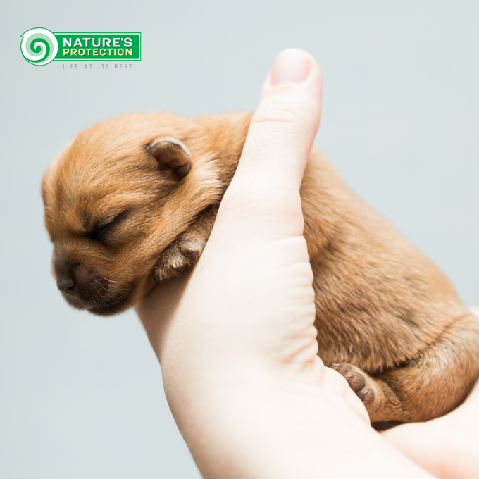 dry food for puppies of all breeds with salmon and krill - 11