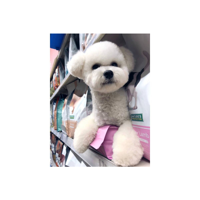 dry food for junior all breed dogs with lamb - 9