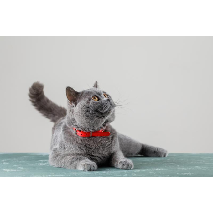 canned pet food for sterilised cats with poultry and cranberries - 3