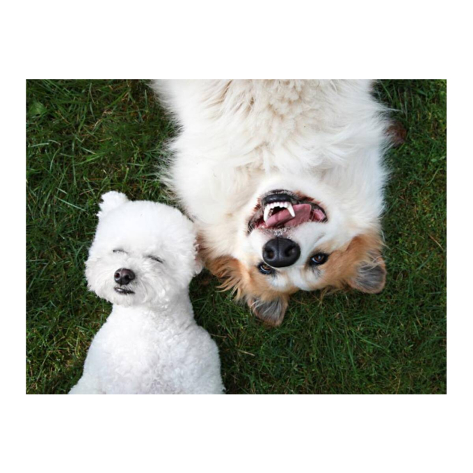 canned pet food for adult dogs with beef and turkey hearts - 3