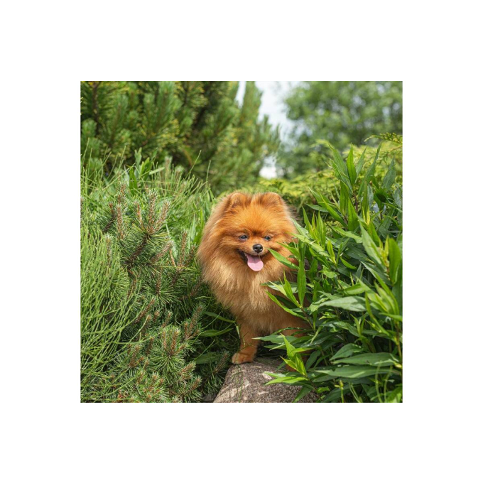 canned pet food for adult small breed dogs with turkey and apples - 3