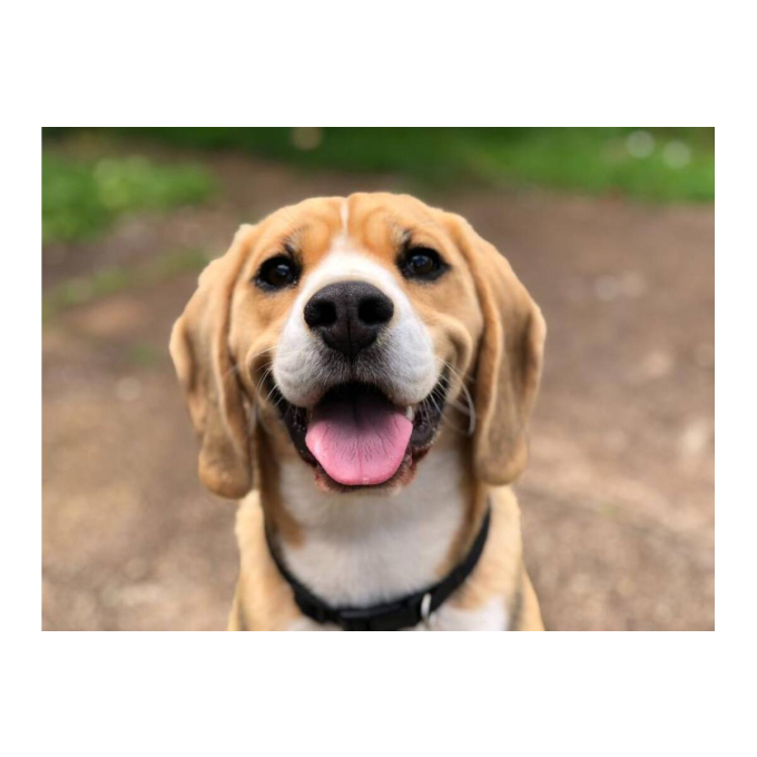 Adult Small Breed Veal &amp; Duck canned food for dogs - 4