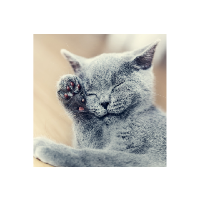 complementary feed for adult cats for skin and coat care - 3