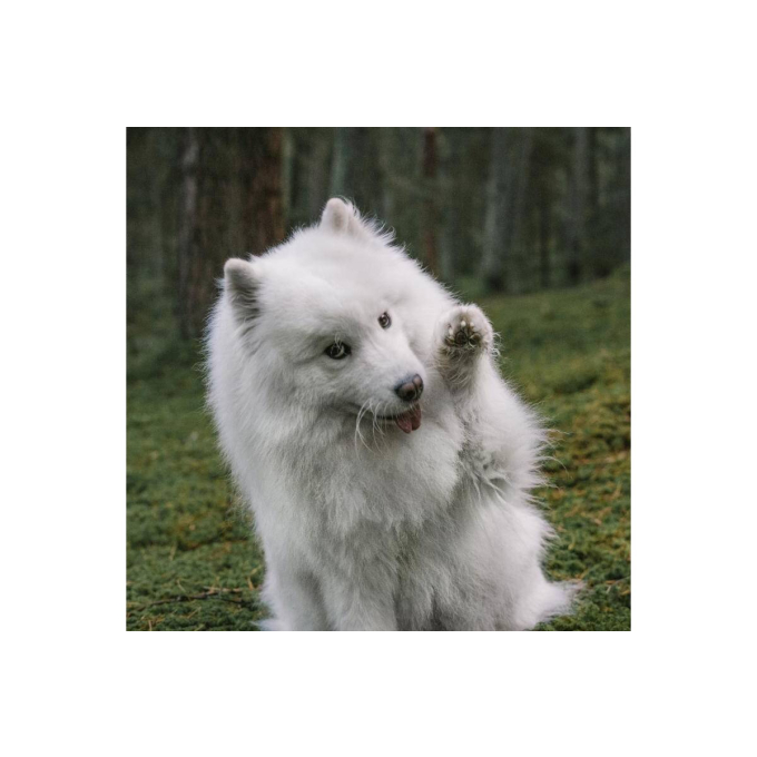 complementary feed for adult dogs for healthy skin &amp; coat - 3