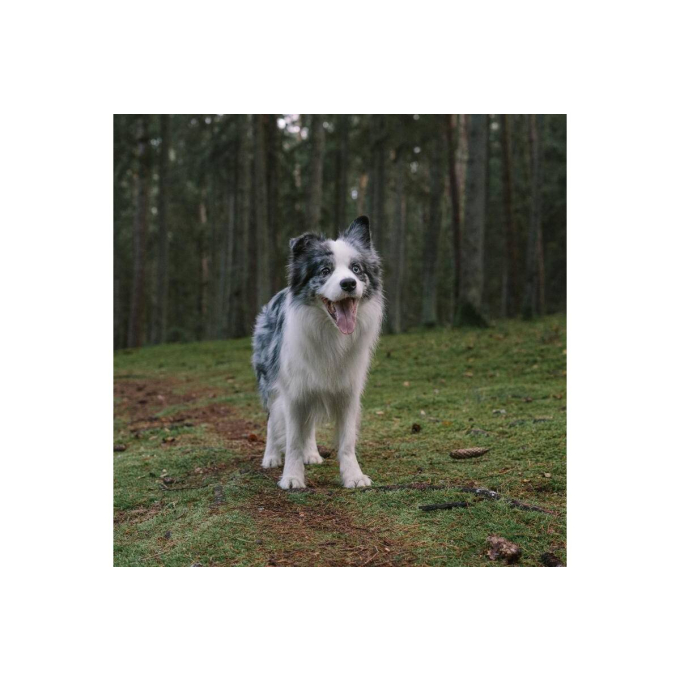 complementary feed for adult dogs for prevention of worms - 3