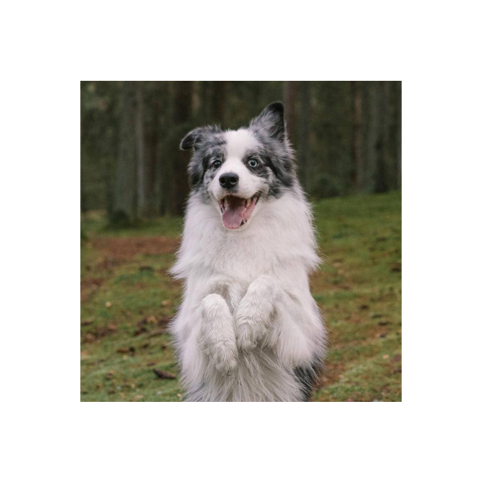 Faugis, complementary feed for adult dogs and cats, wellness formula 5in1 - 3