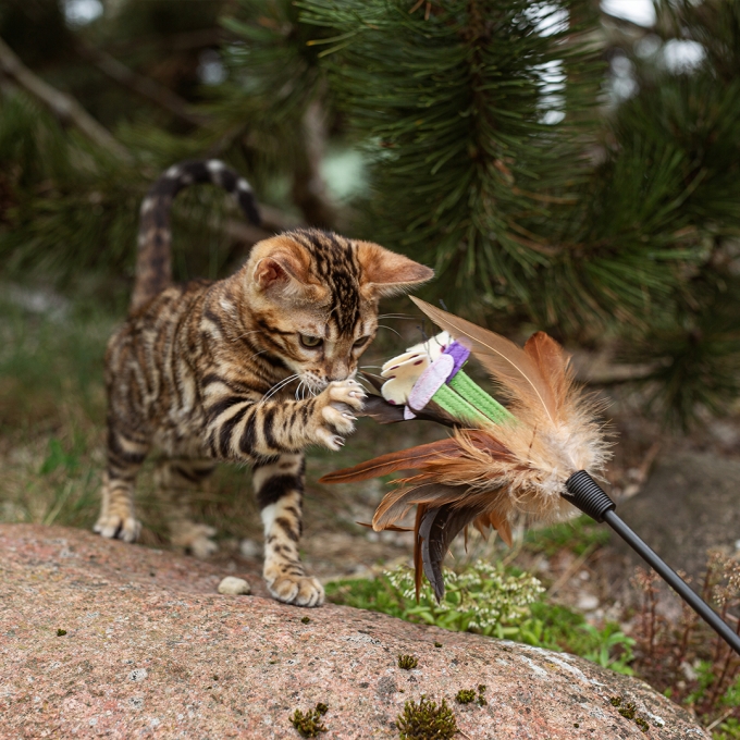 milk replacer for kittens for bone development &amp; healthy growth - 3
