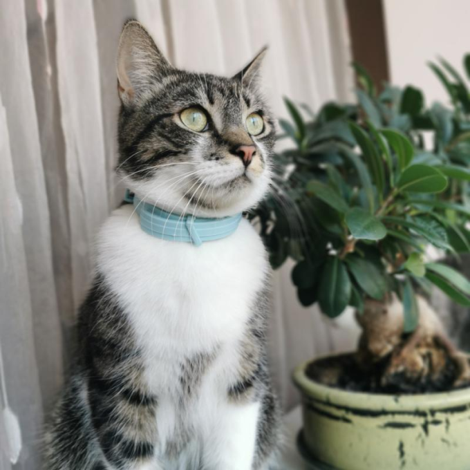 Malt paste, paste for cats promoting hair removal, - 3