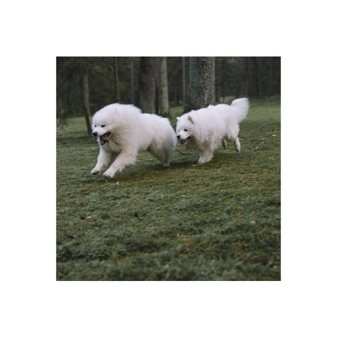 complementary feed for adult dogs for joint &amp; tissues support - 3