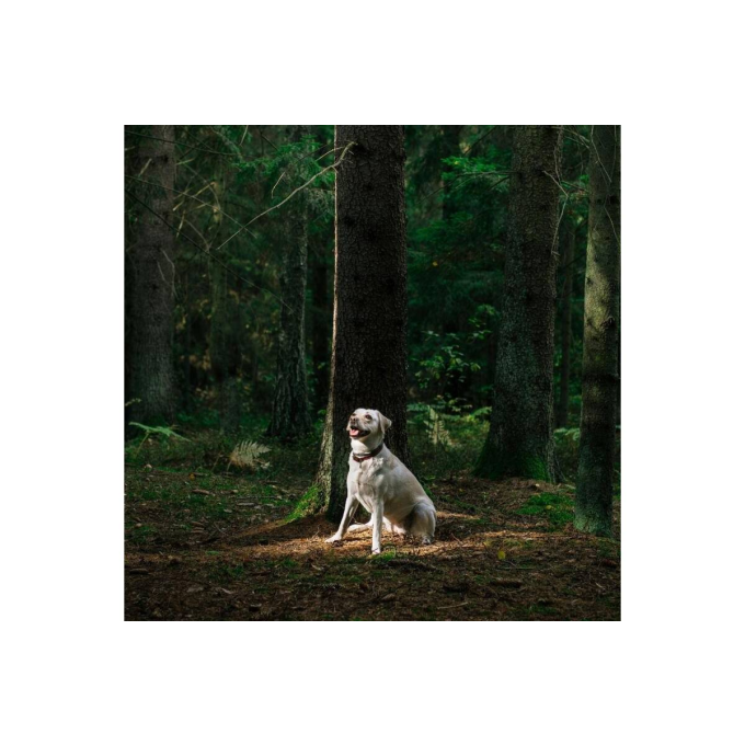 complementary feed for adult dogs for immune system support - 3