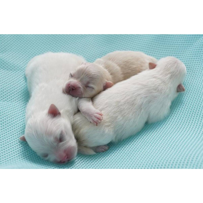 milk replacer for puppies for bone development &amp; growth - 4