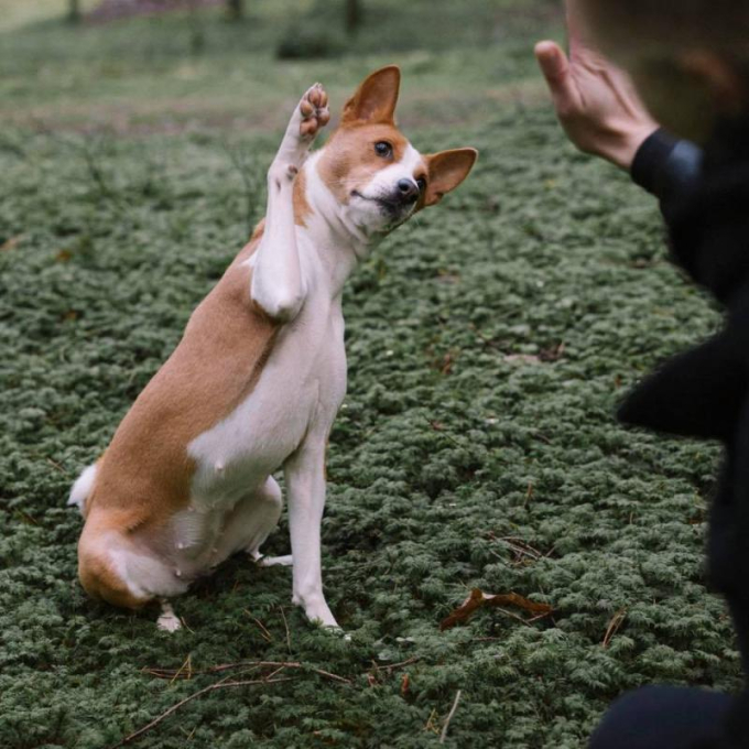 complementary feed - salmon oil, for adult dogs and cats to support healthy skin and coat - 2