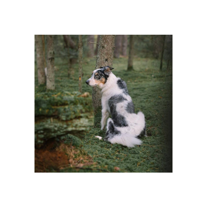 complementary feed for adult dogs for prevention of consuming feces - 3