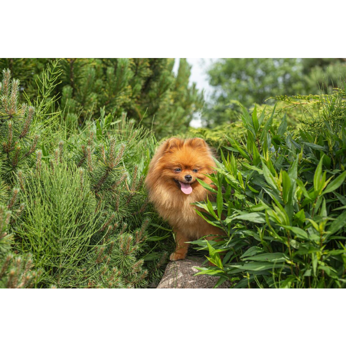 complementary grain free feed – snacks for adult dogs of all breeds with red coat with salmon - 3