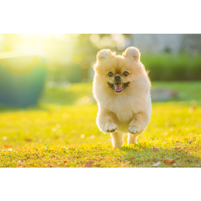 complementary grain free feed - snacks to support mobility and joint health with lamb for adult all breed dogs with white coat - 4