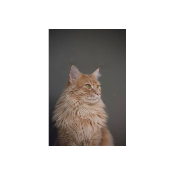 complementary feed - snacks to support urinary with poultry for adult cat - 4