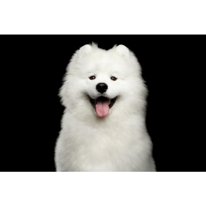 dry grain free food for adult dogs of small breeds with white coat, with herring  - 7