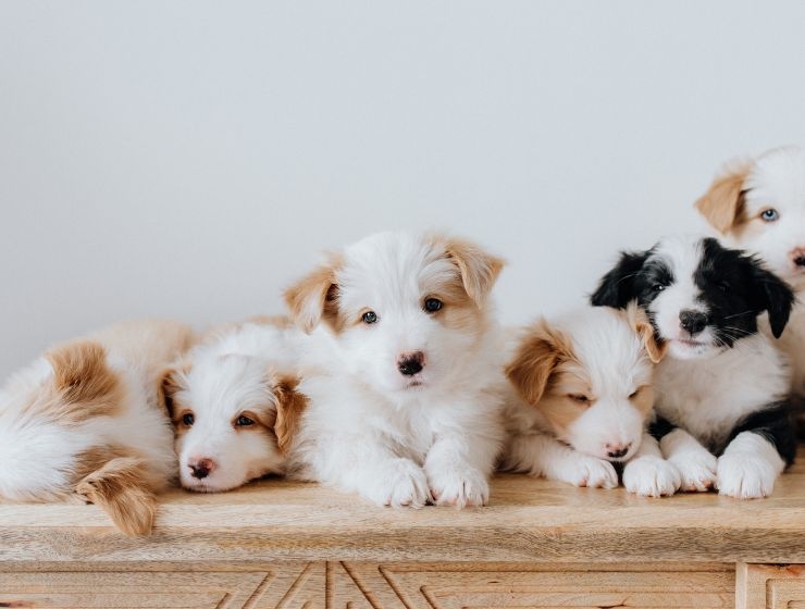 Why do puppies get diarrhea and how to treat it?