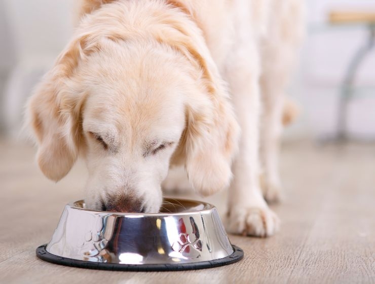 What protein sources to choose for pets with tendencies to allergies?