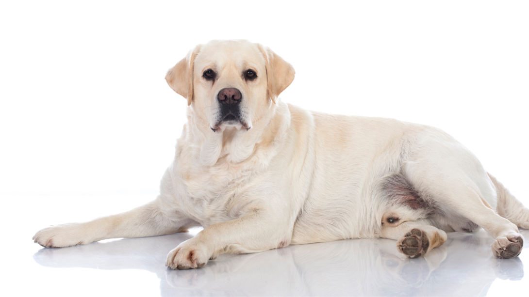 Is Your Dog Overweight? How to Tell and What to Do