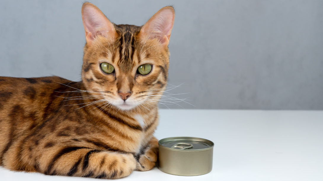 Do Sterilized Cats Need Special Nutrition?