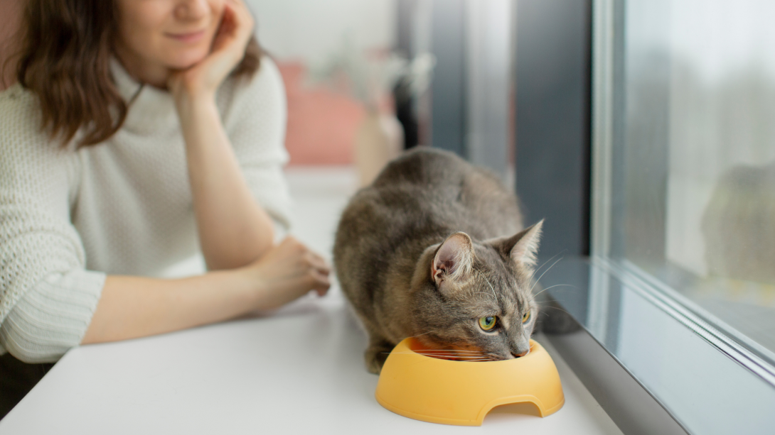 Homemade vs. Commercial Pet Food: Pros and Cons