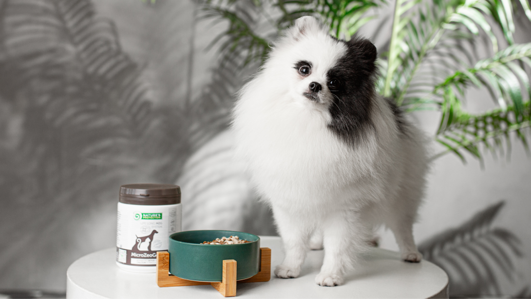 Supplements for Pets: When and What to Consider