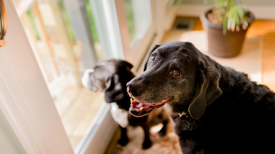 Senior Pet Nutrition: Adapting Diets for Aging Dogs and Cats