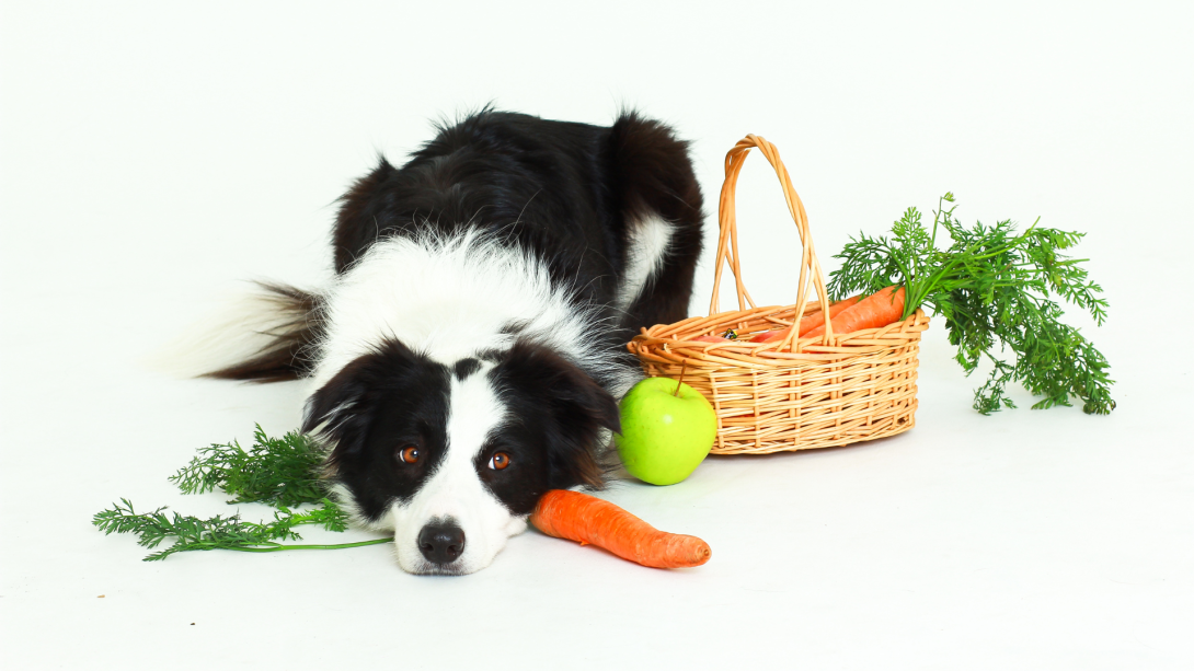 Nurturing Your Canine Companion: A Guide to Safe and Healthy Feeding