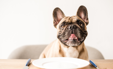 The Benefits of Hypoallergenic Pet Food: A Deep Dive into Nature&#039;s Protection&#039;s Superior Care Line