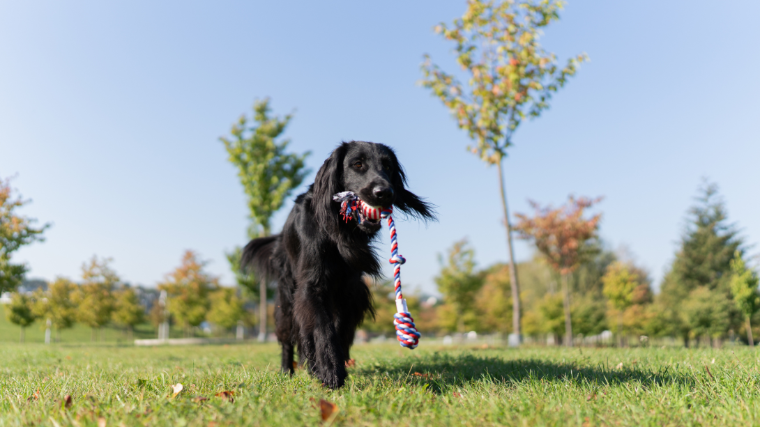 Exercise and Diet: How Activity Levels Affect Pet Nutrition