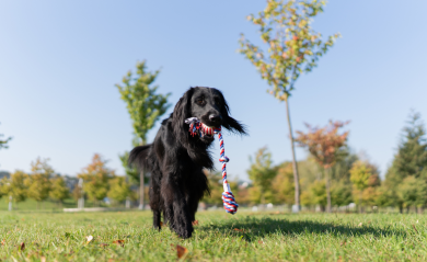 Exercise and Diet: How Activity Levels Affect Pet Nutrition