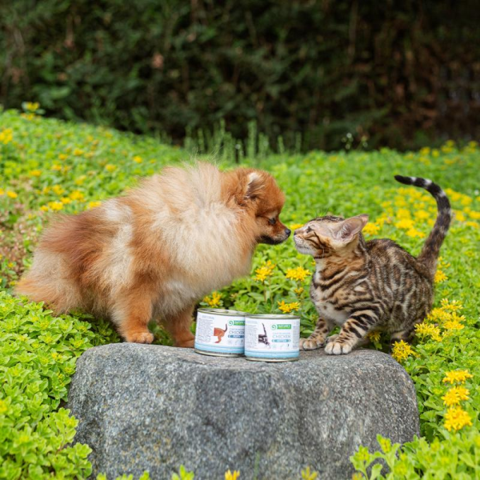 canned pet food for junior dogs with chicken - 3