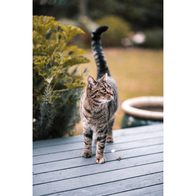 canned pet food for sterilised adult cats with ocean fish - 3
