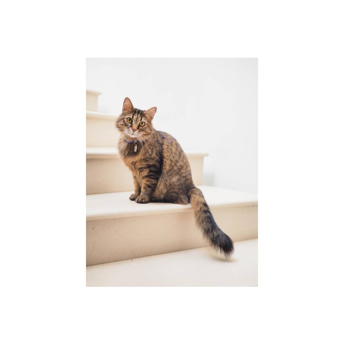 Skin &amp; coat care Adult cat With chicken and beef, canned food for adult cat, in a pouch - 3