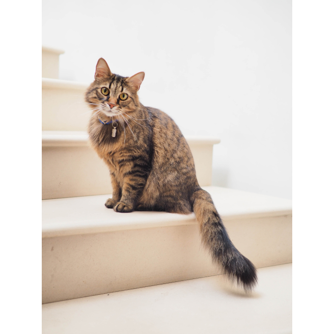 canned pet food for adult cats with chicken and salmon - 2