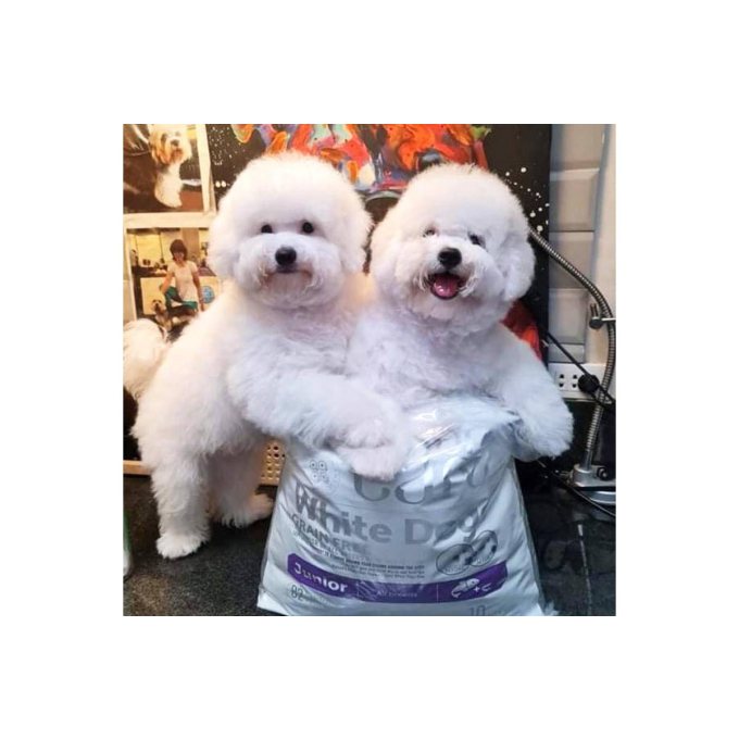 dry grain free food for junior dogs of all breeds with white coat, with salmon - 2