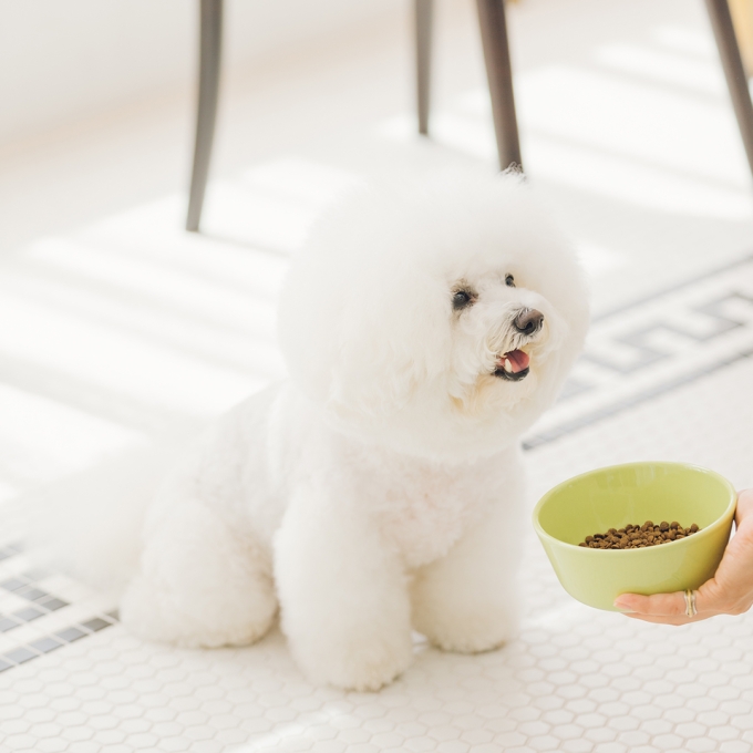 dry food for adult dogs of small breeds with sensitive skin and stomach, with lamb - 6