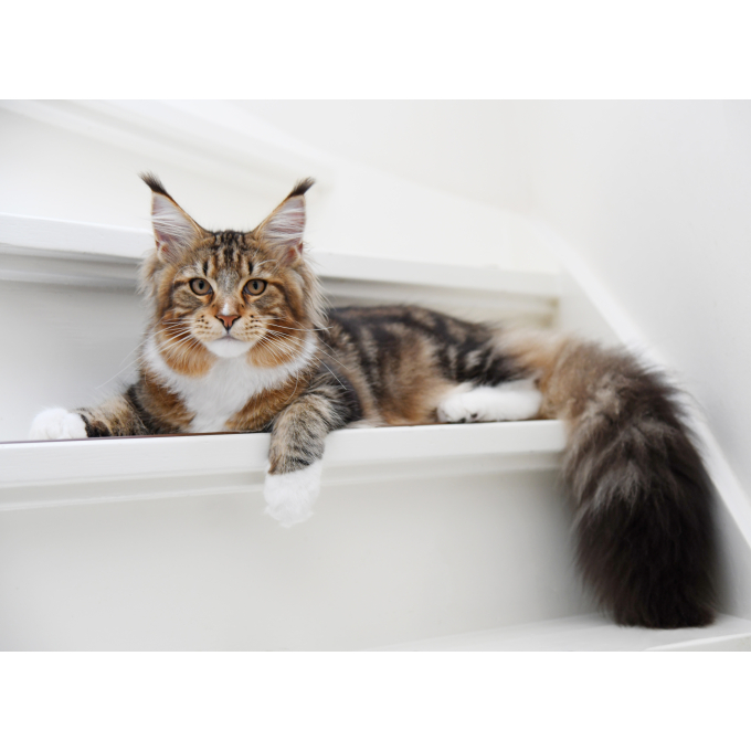 dry food for adult long haired cats with poultry - 8