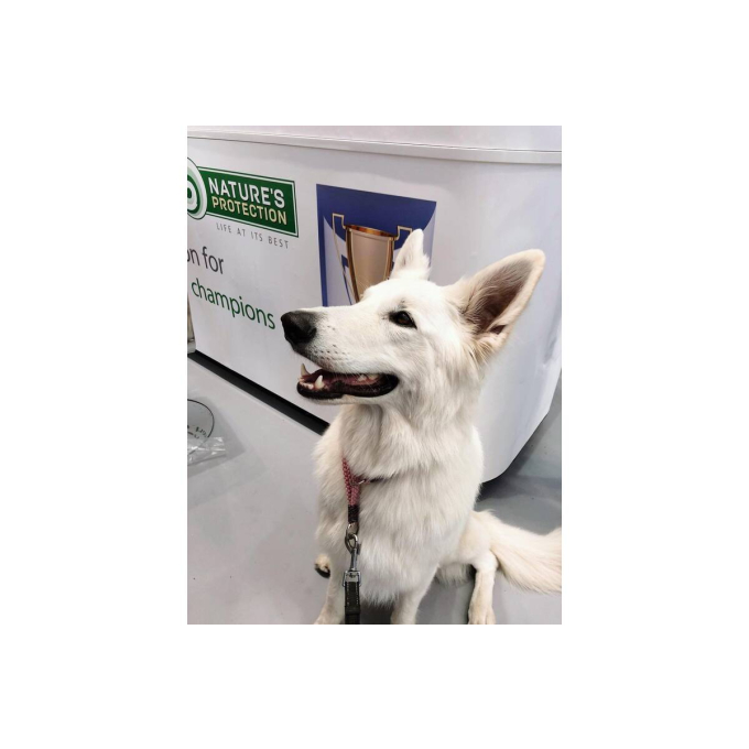 dry food for adult large breed dogs with poultry - 8